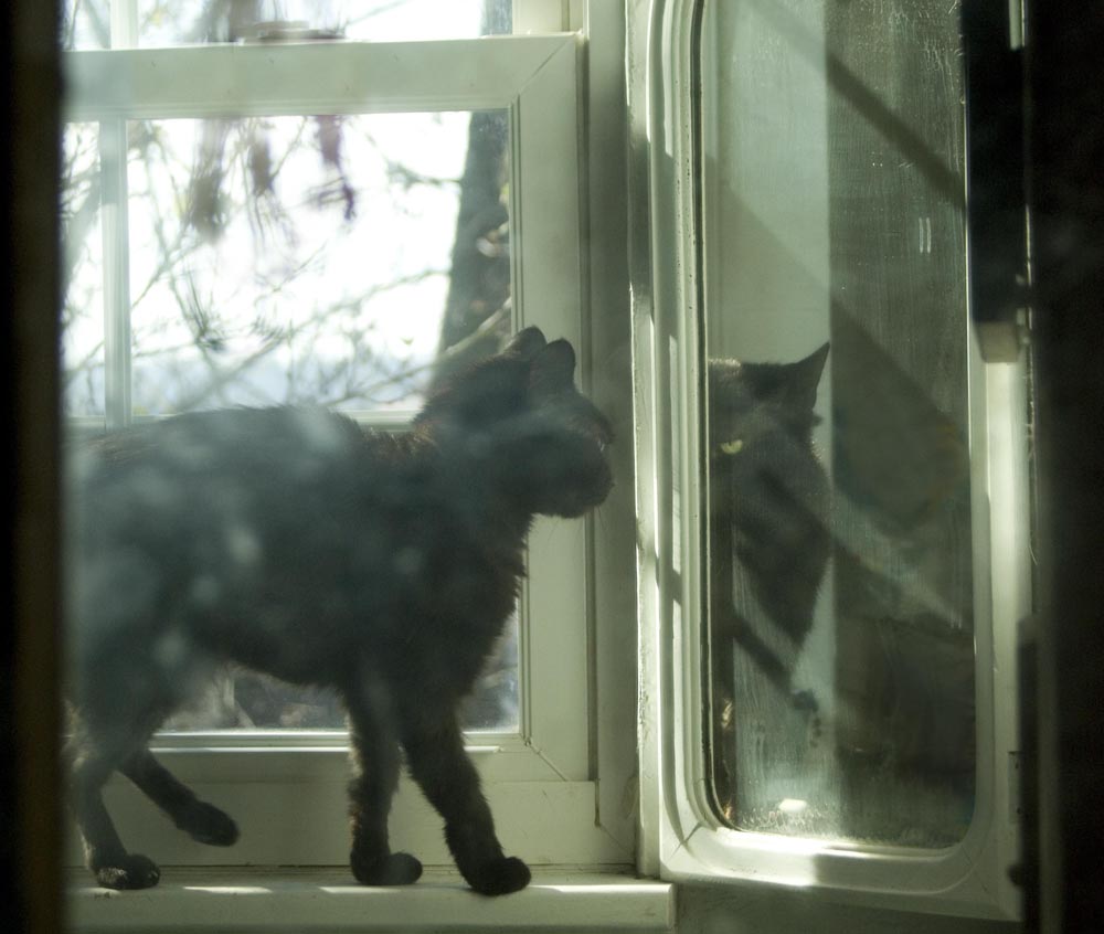 black cat looking in mirror