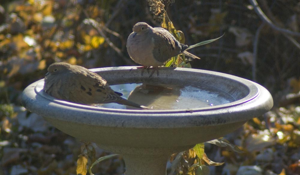 two mourning doves on bird bath