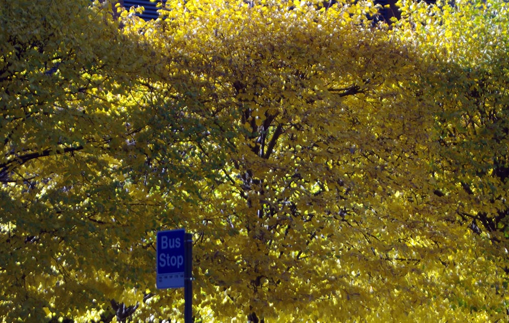 yellow leaves