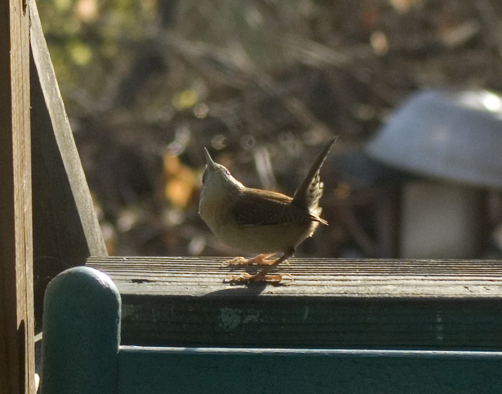 wren on deck railing