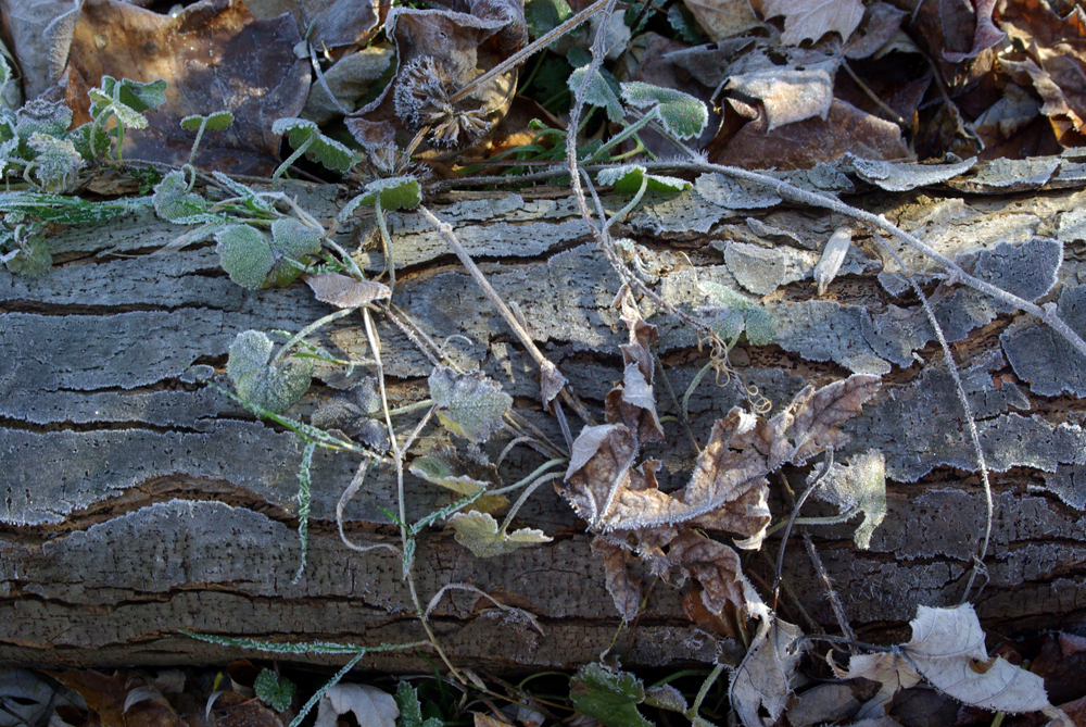frost covered plants