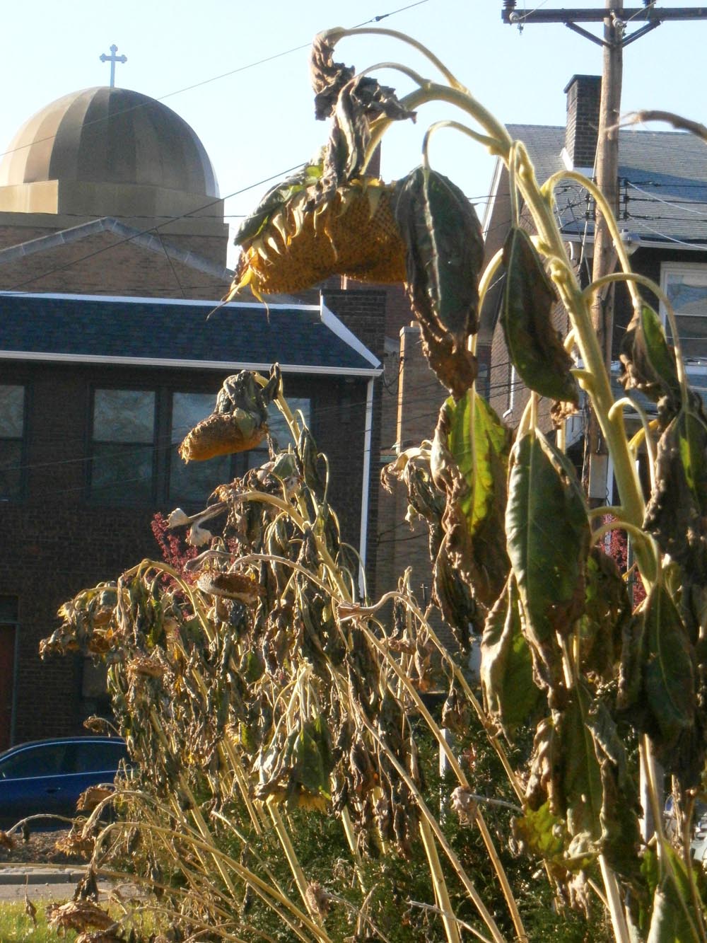 row of sunflowers in December