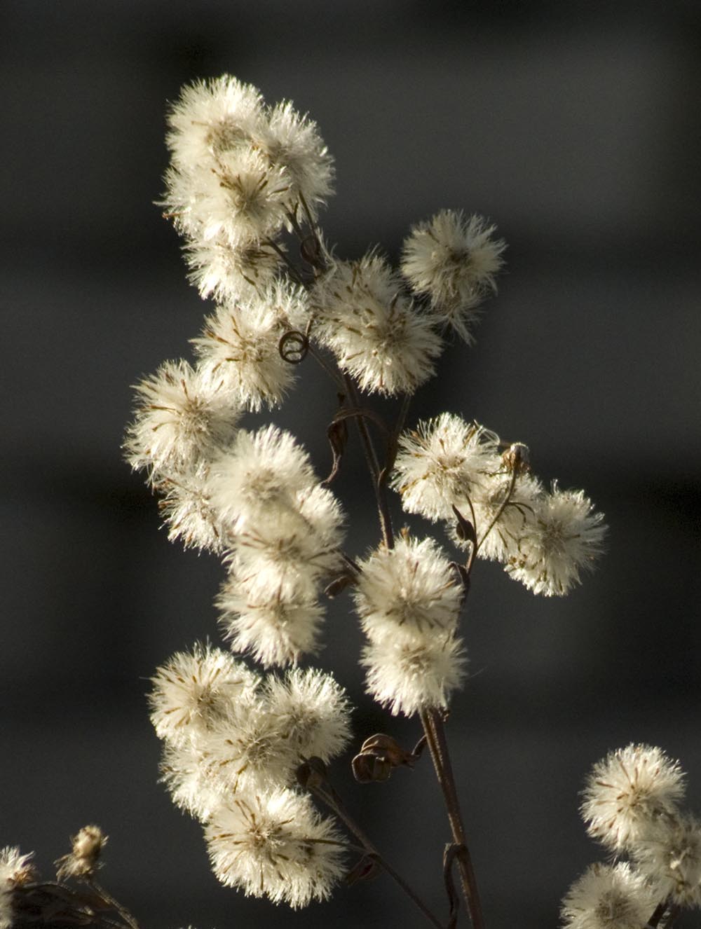 dried flowers