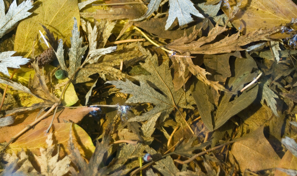 leaves in water