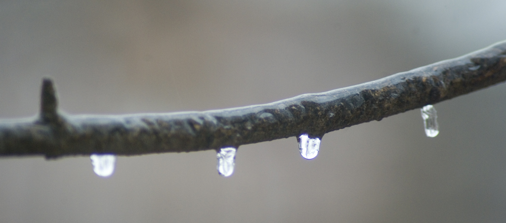 ice on branch