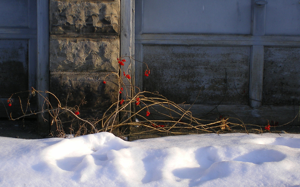 nightshade berries in the snow