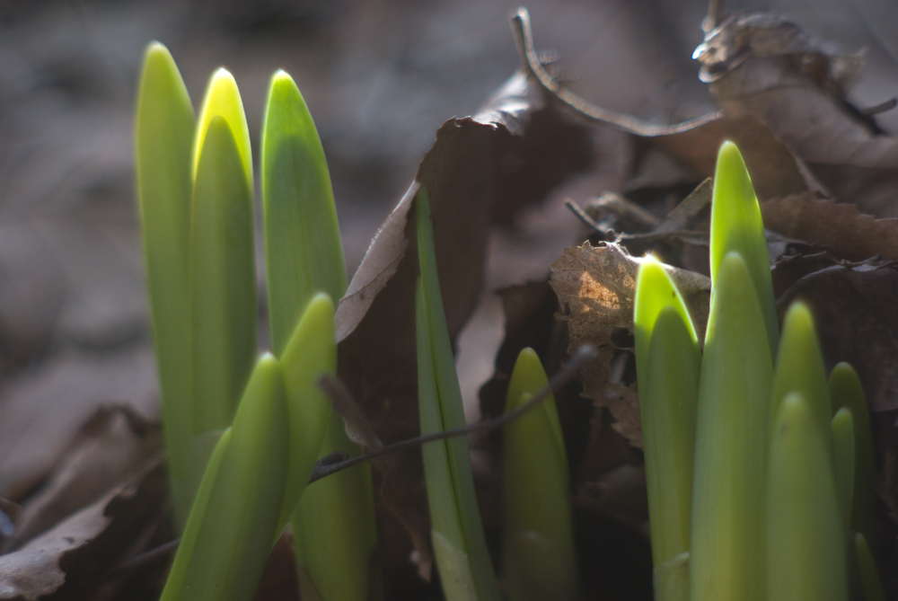 daffodils pushing through leaves