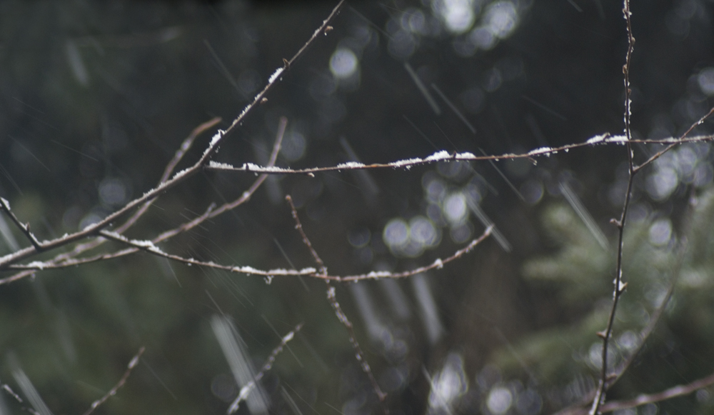 snow falling on branches