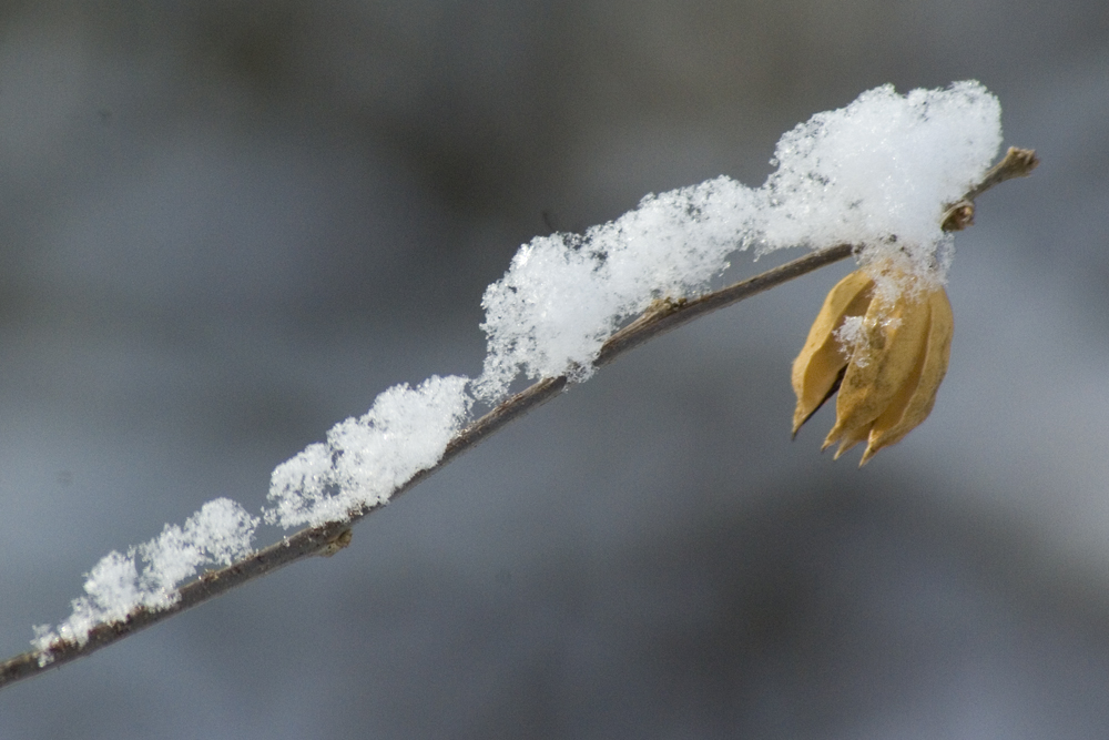 snow balanced on twig