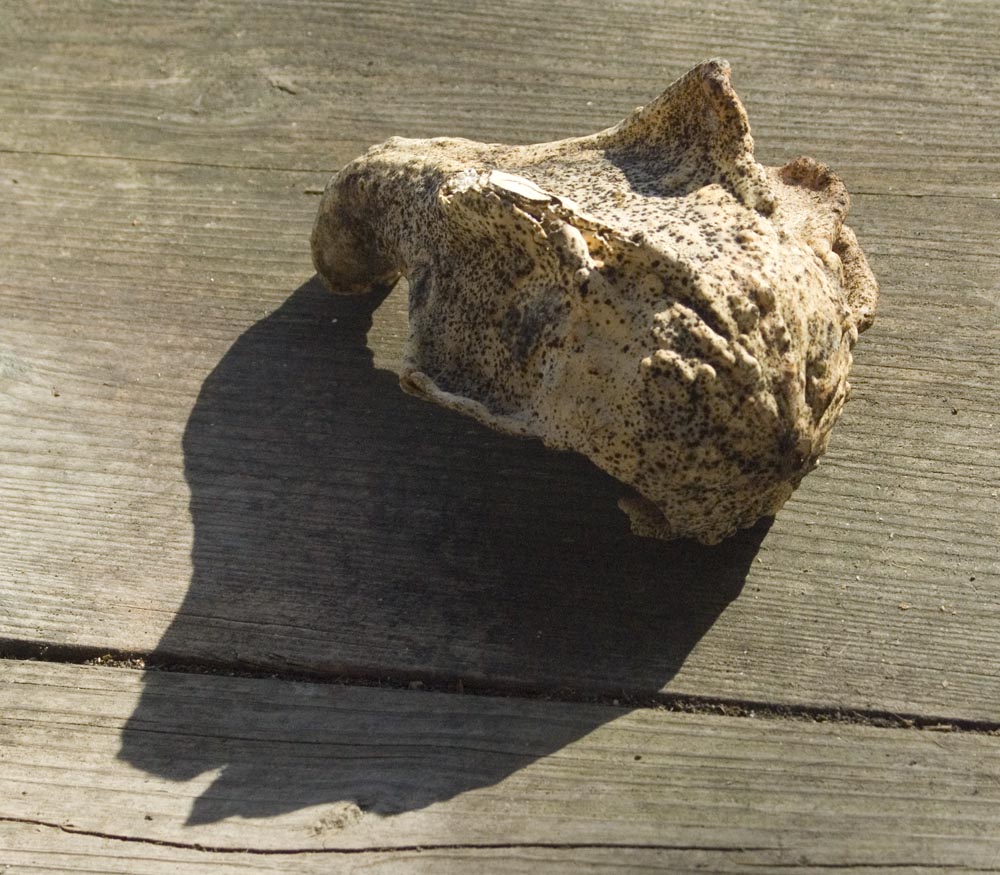 dried bottle gourd with shadow