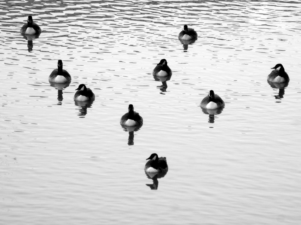 geese on water