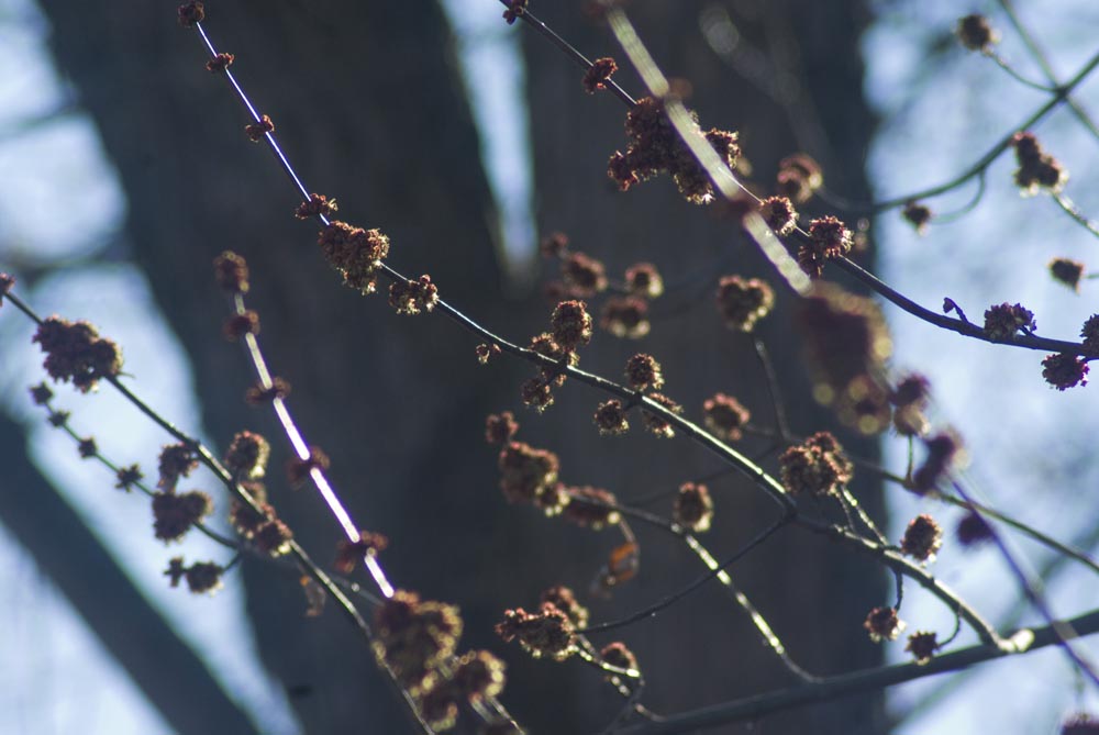 photo of maple tree buds