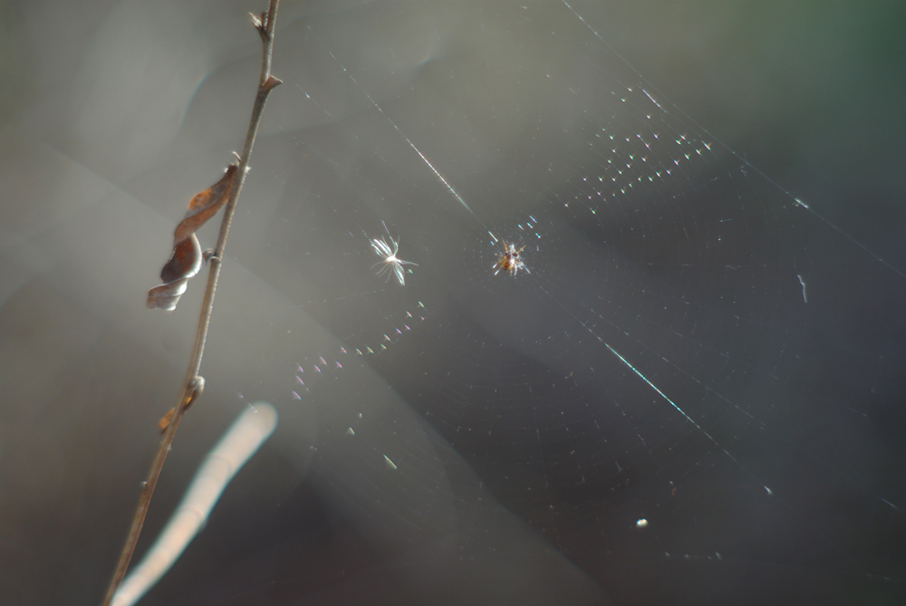 photo of spiderweb