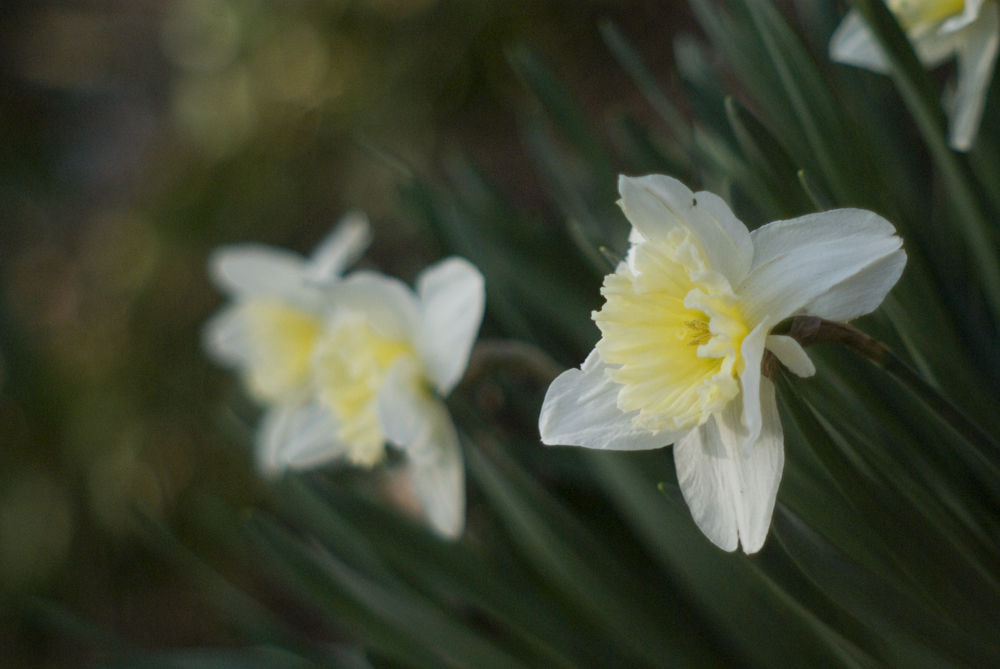 daffodils