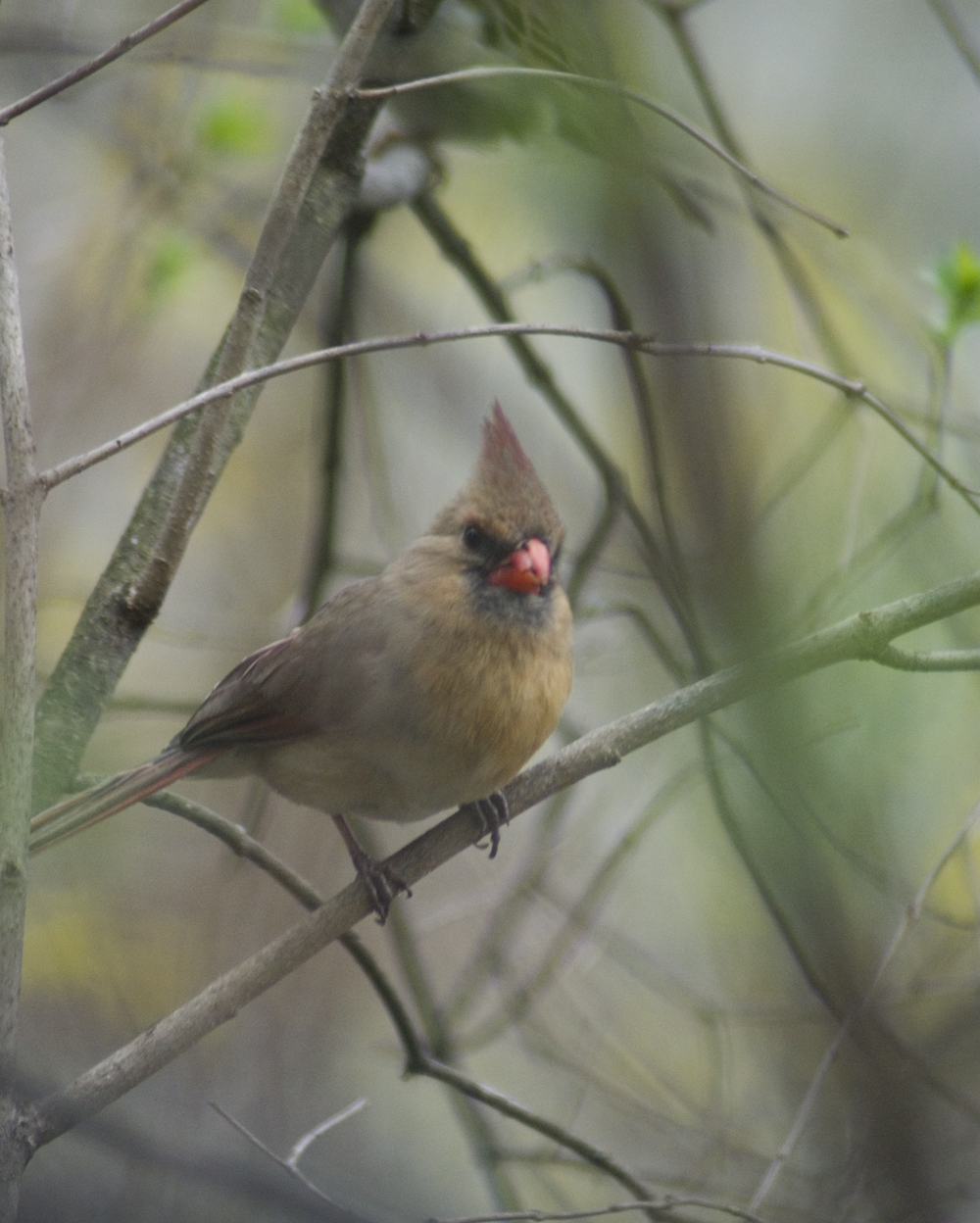 female American cardinal