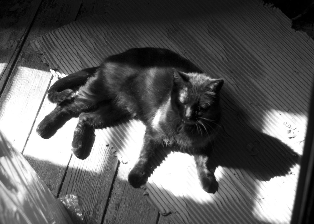 black and white photo of cat