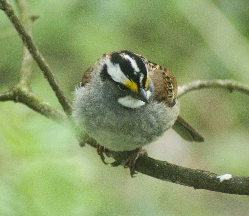 White-throated sparrow