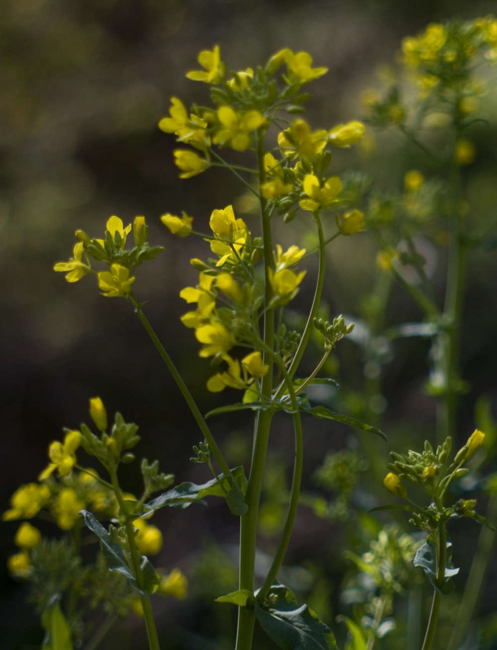 yellow turnip flowers