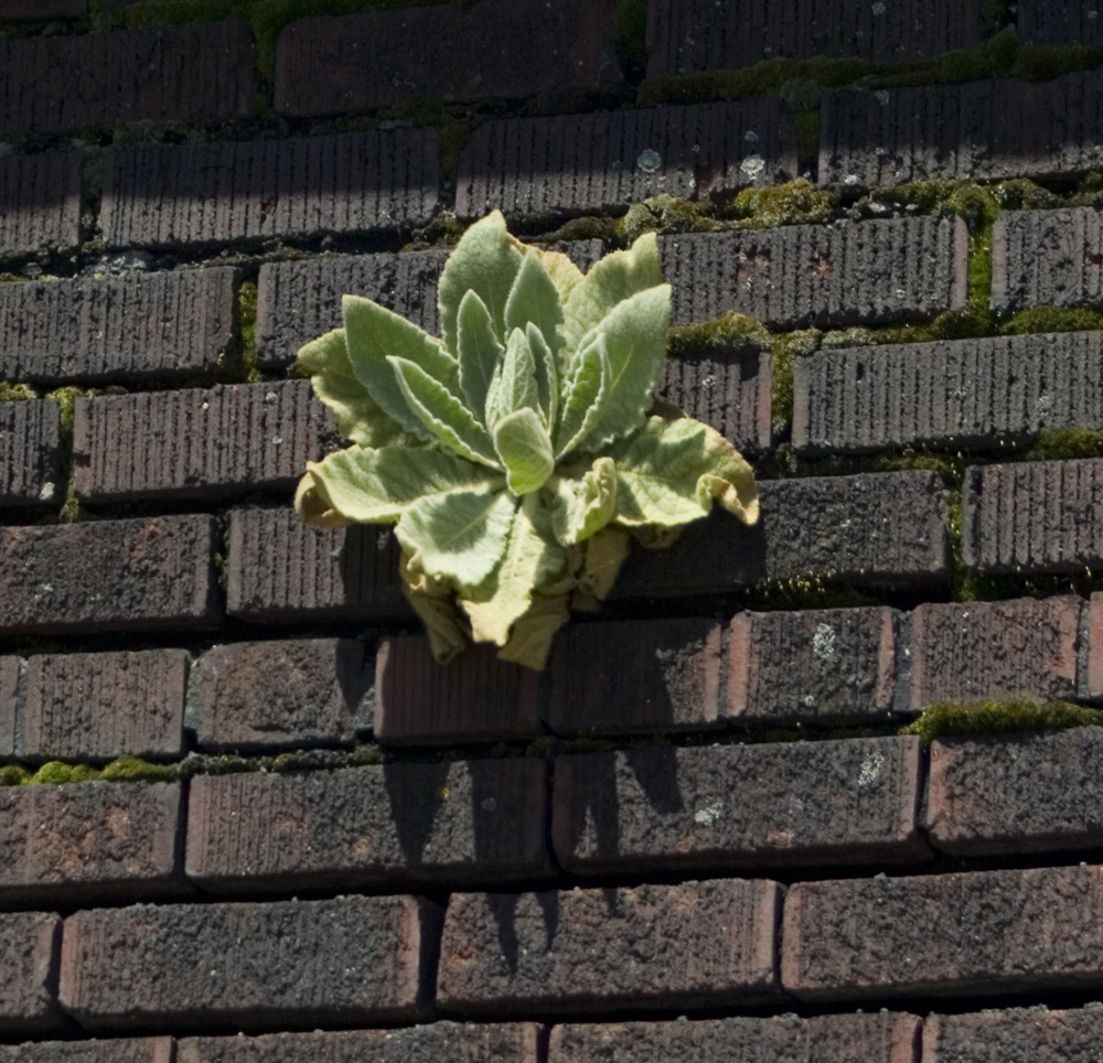 mullein growing in brick wall