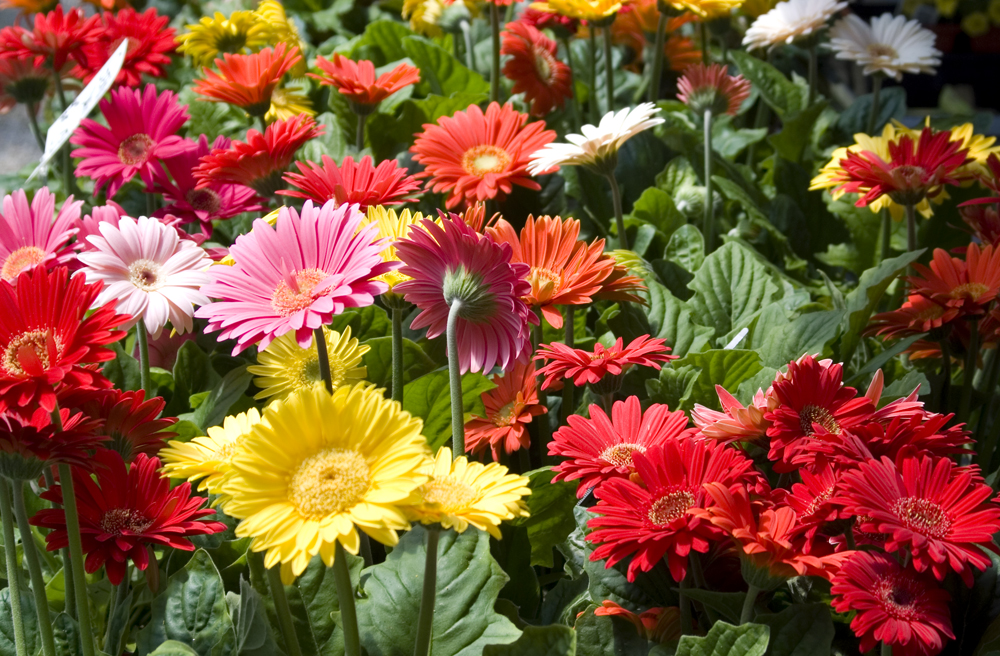 gerbera daisies