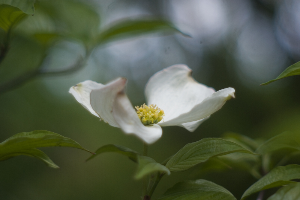 dogwood blossoms