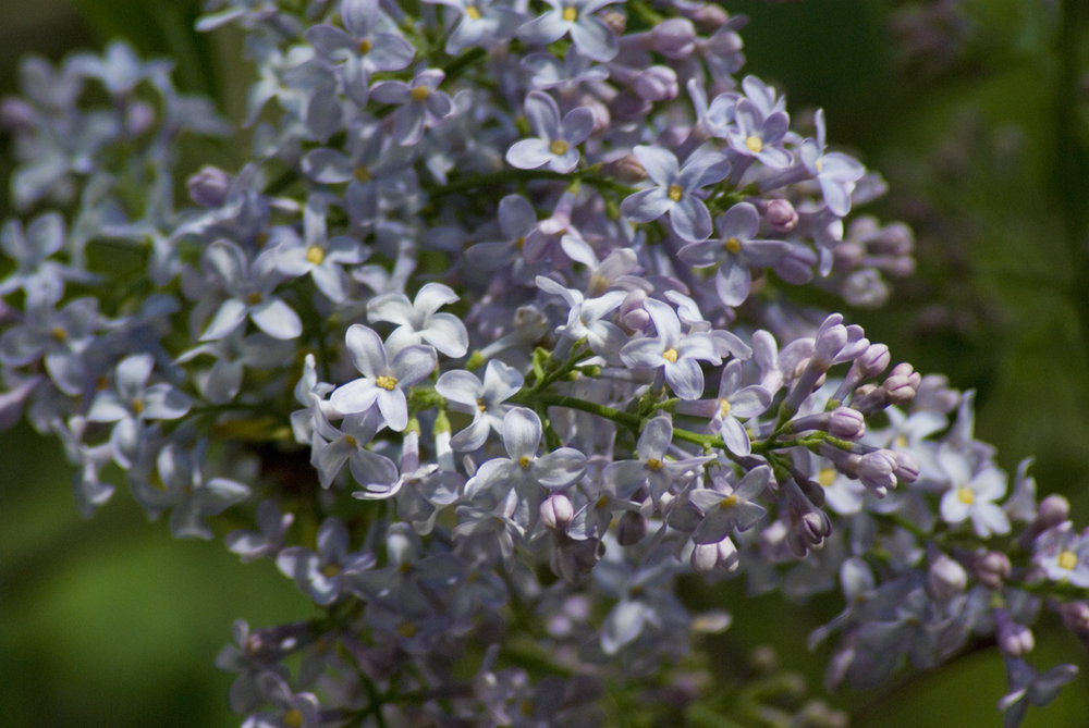 lilacs