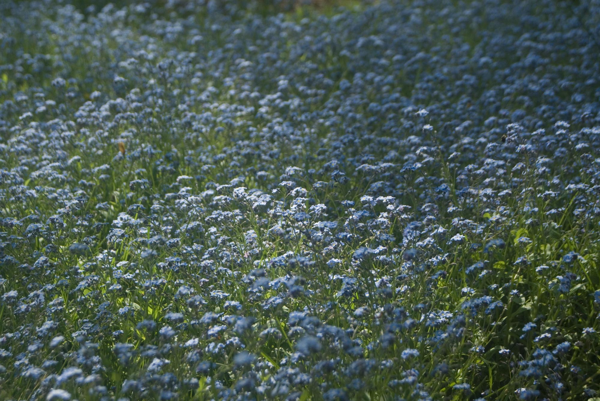 forget me nots