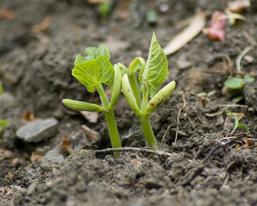 bean sprouts