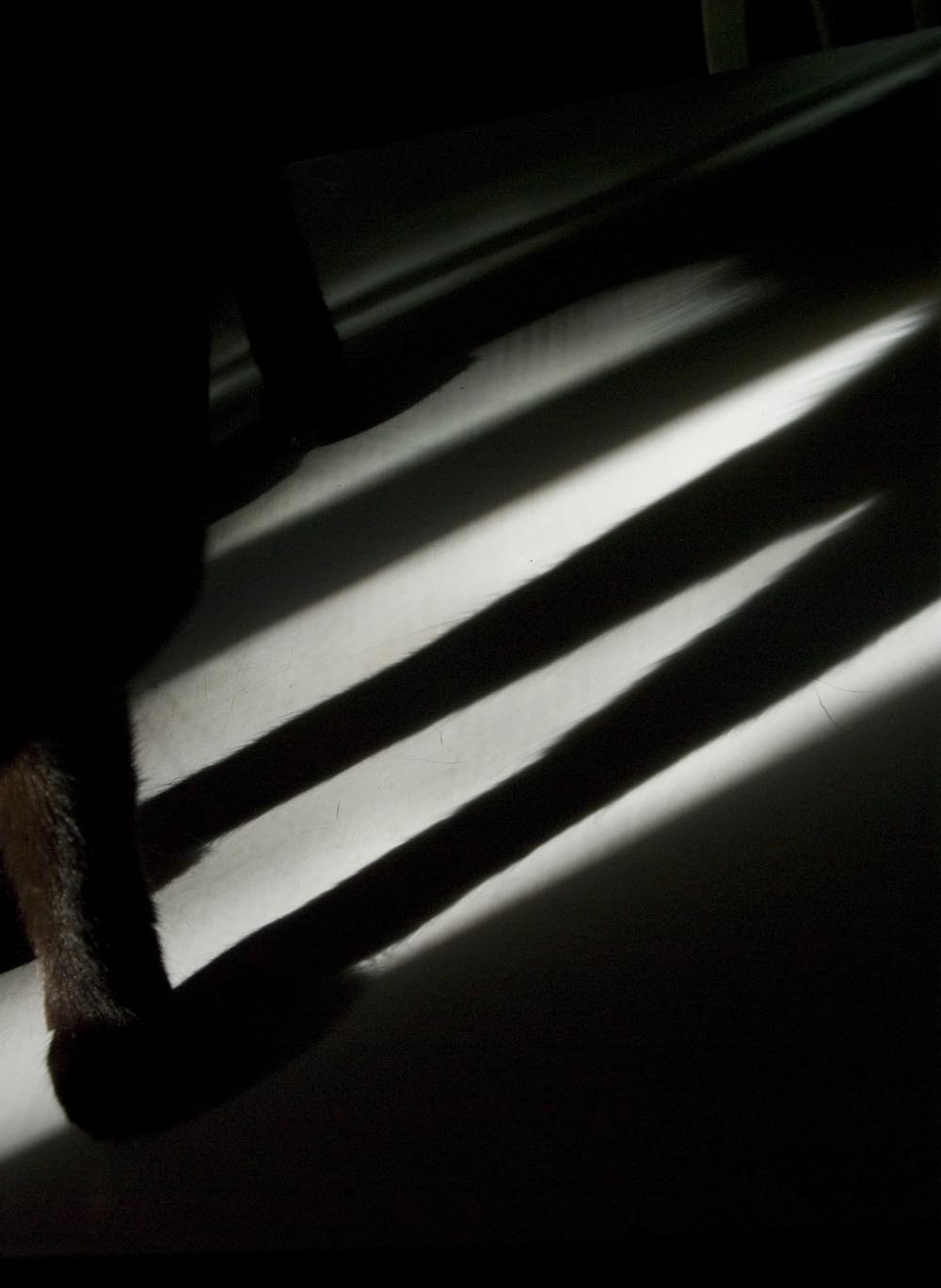 cat paw with shadows on table