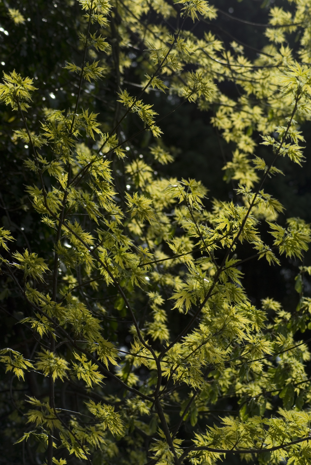spring leaves