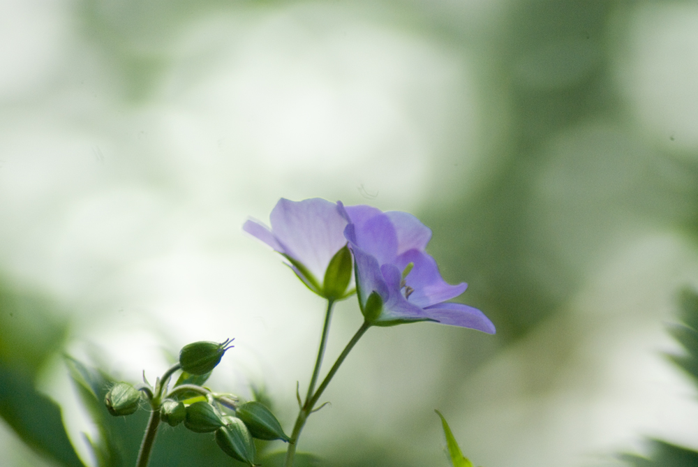 cranesbill geranium