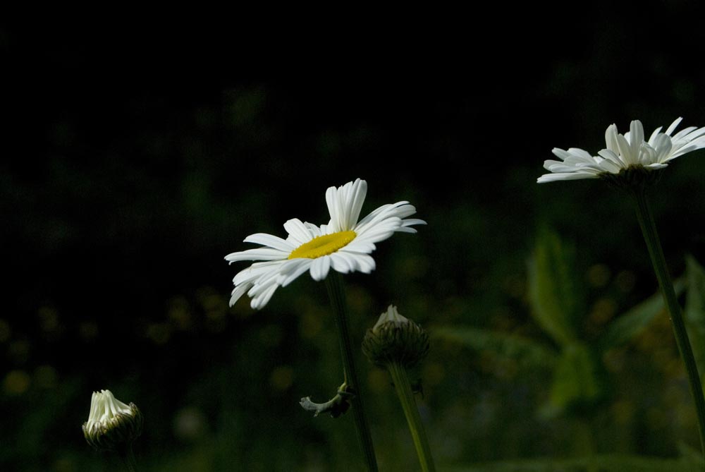 Three daisies