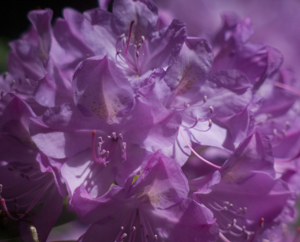 rhododendron blossom
