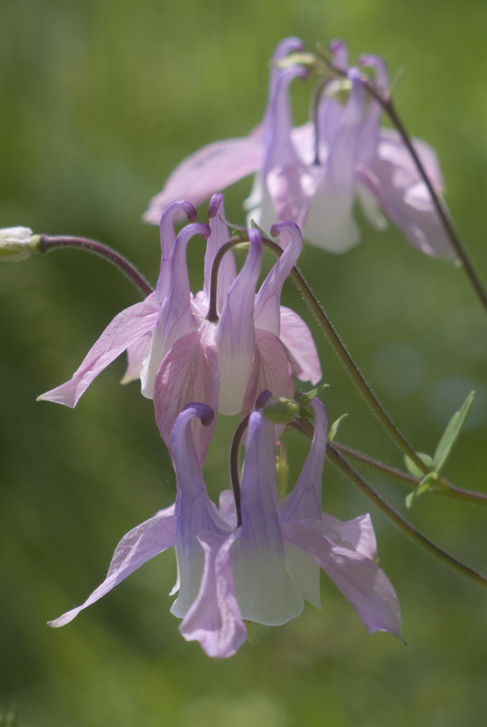 three pink columbine flowers