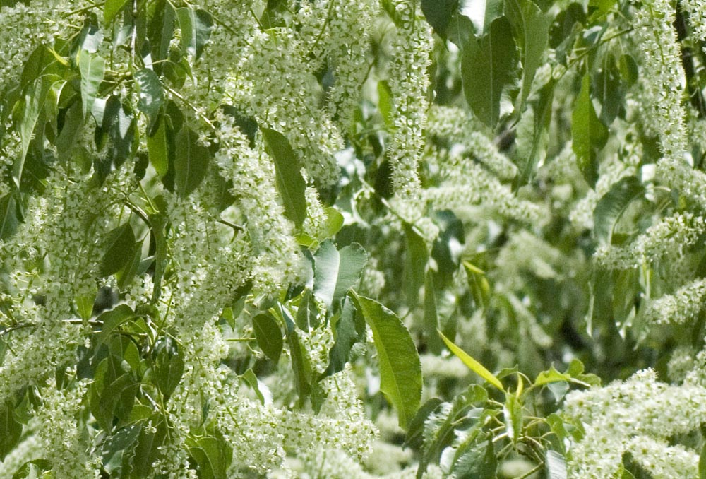 wild black cherry