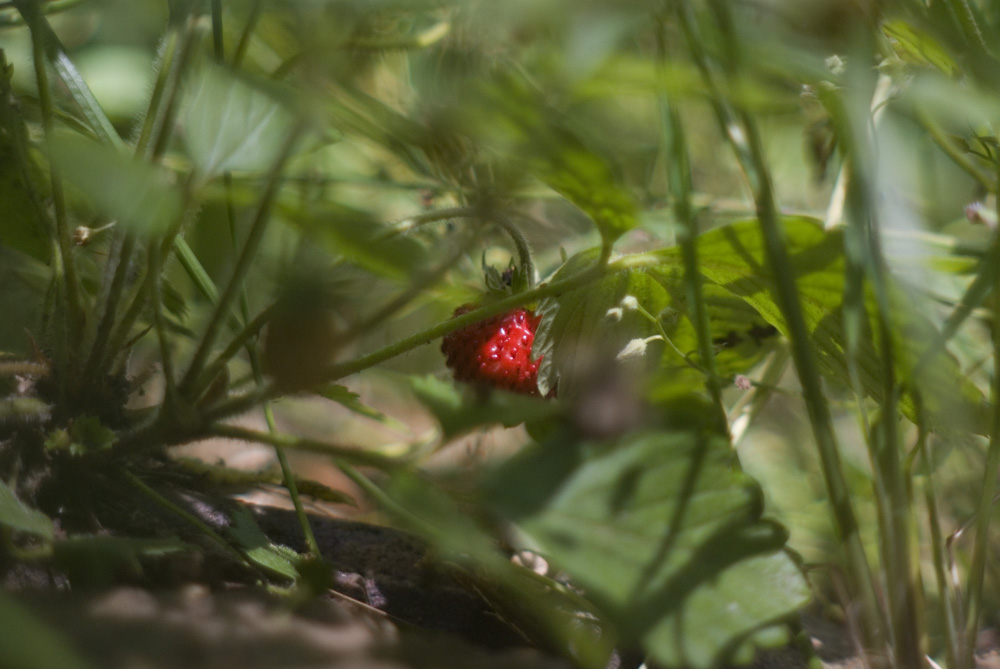wild straberry