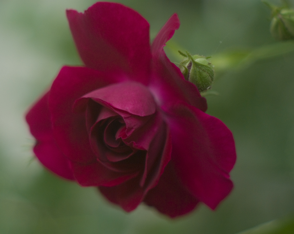 red rose