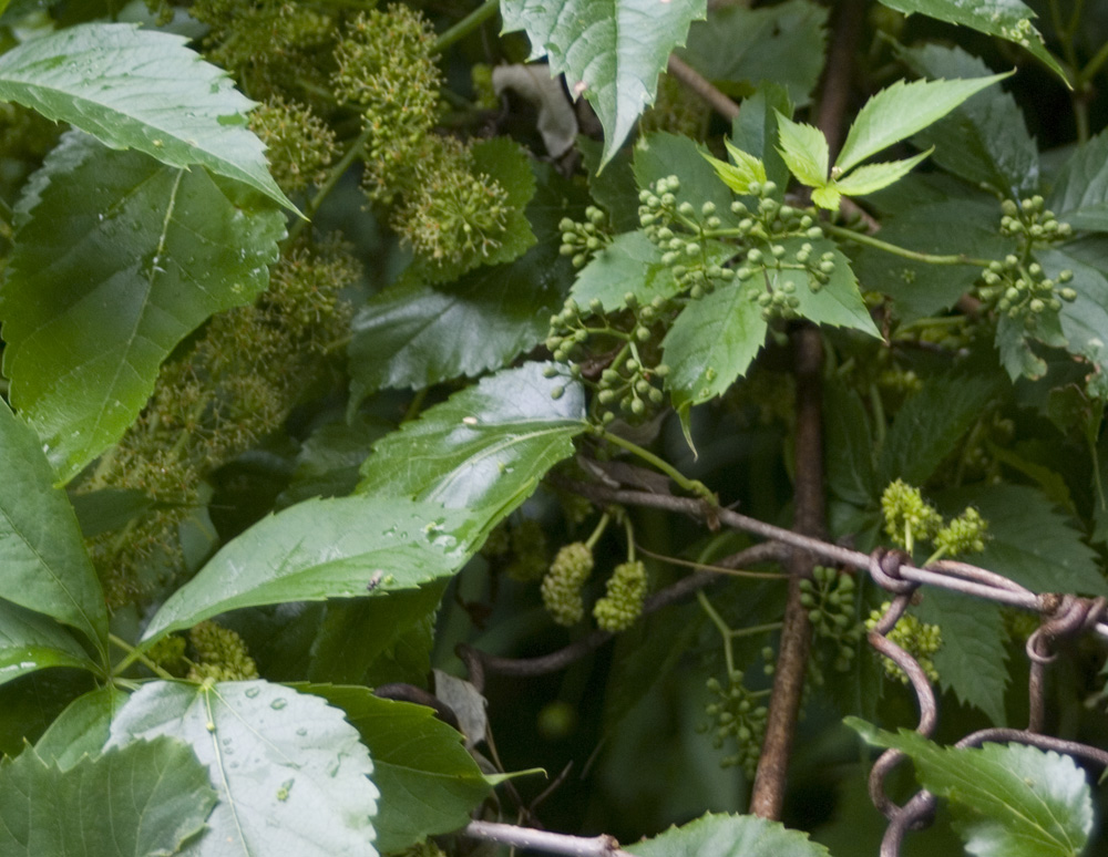 berries and leaves