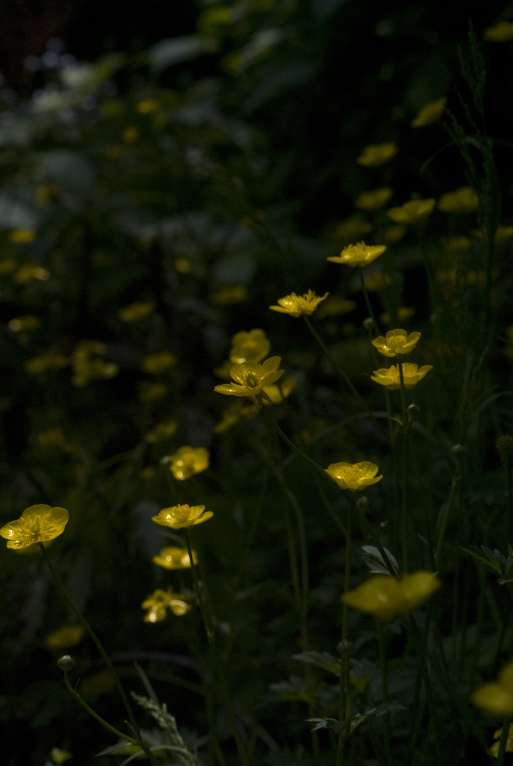 buttercups