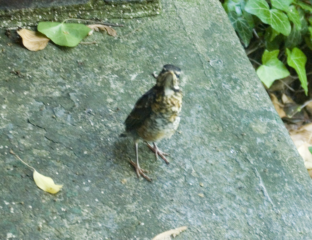 fledgling robin