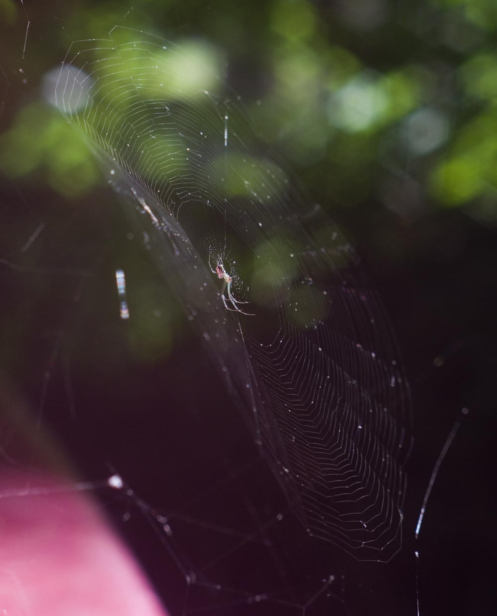 Waiting. spiderweb