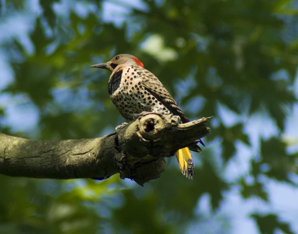 northern flicker