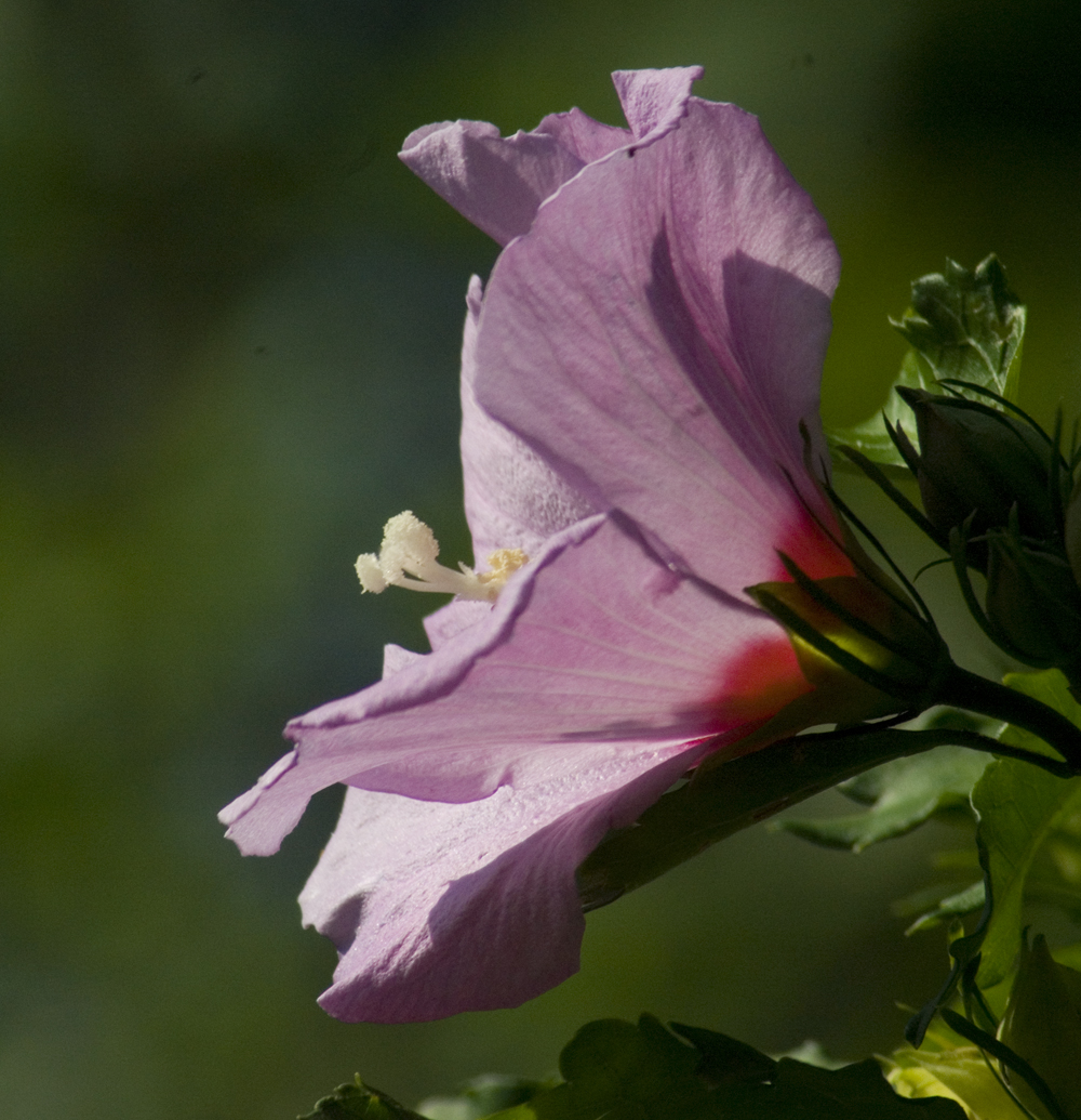Purple Rose of Sharon