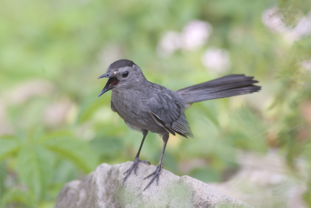 gray catbird