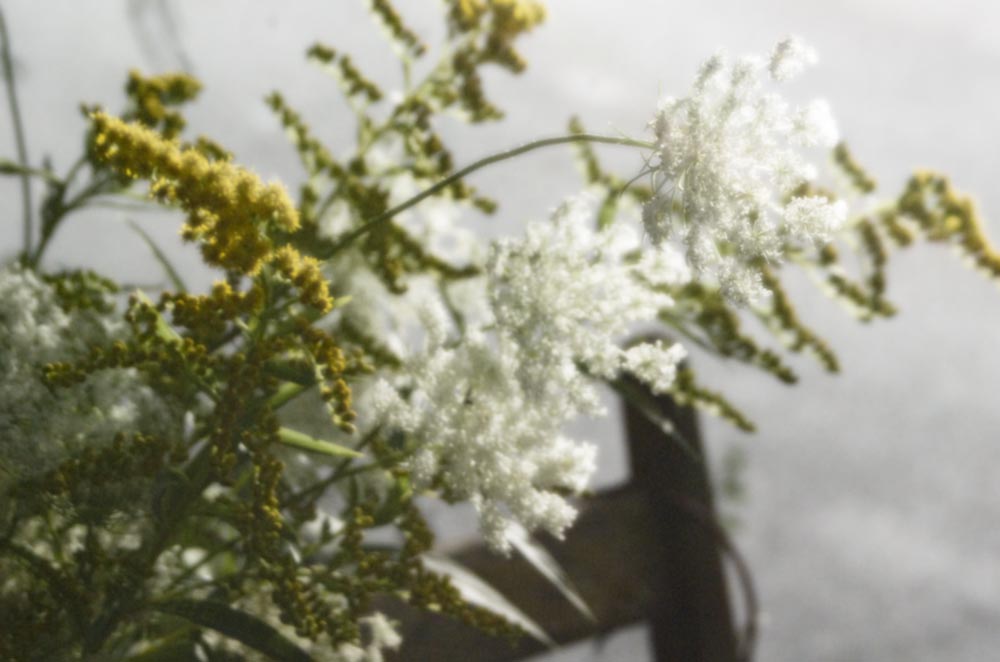queen anne's lace and goldenrod