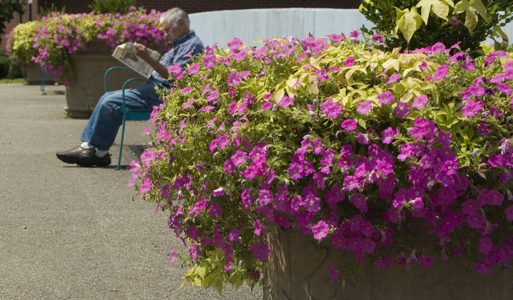 old man reading paper with platners of flowers