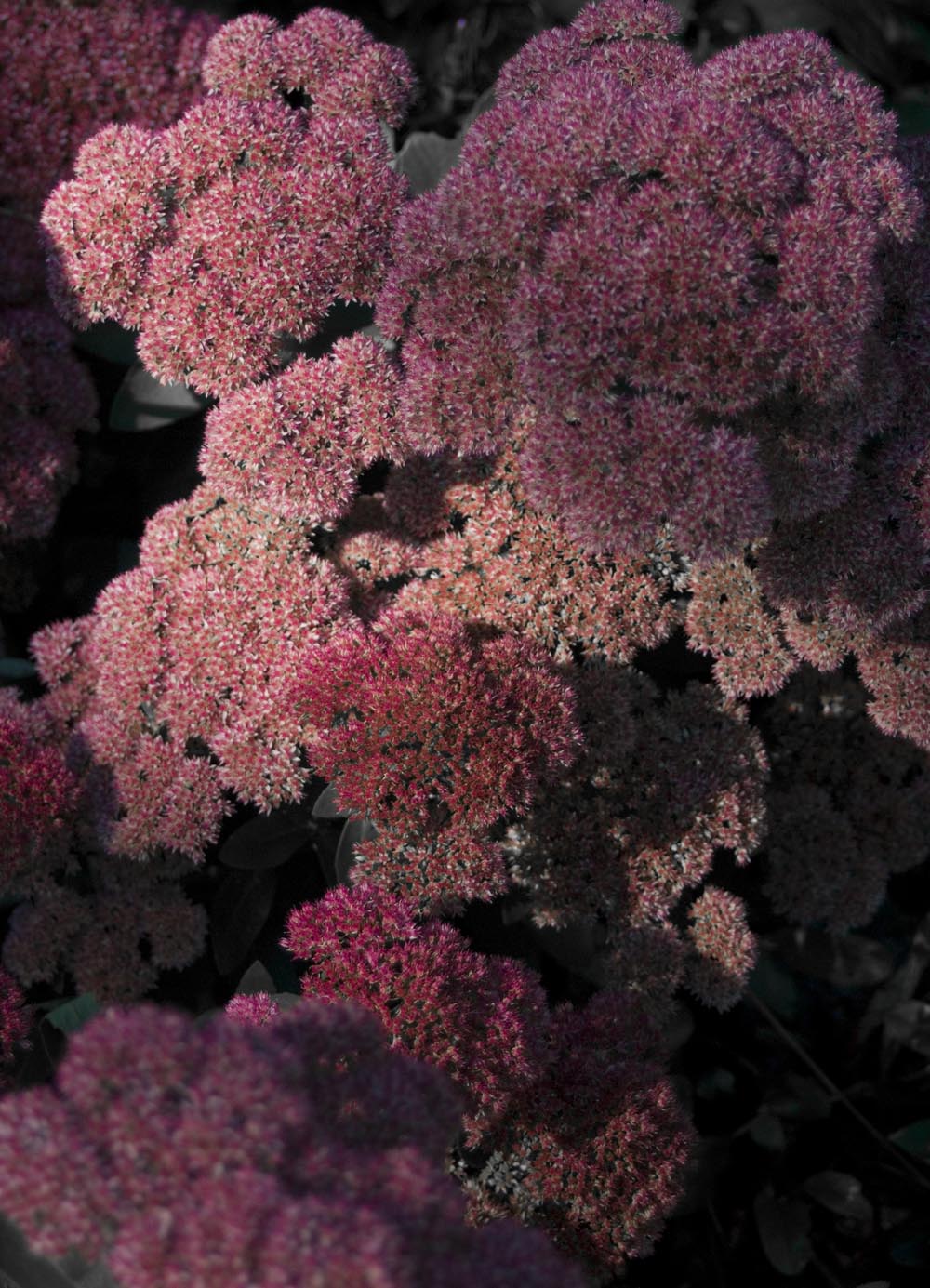 autumn joy sedum