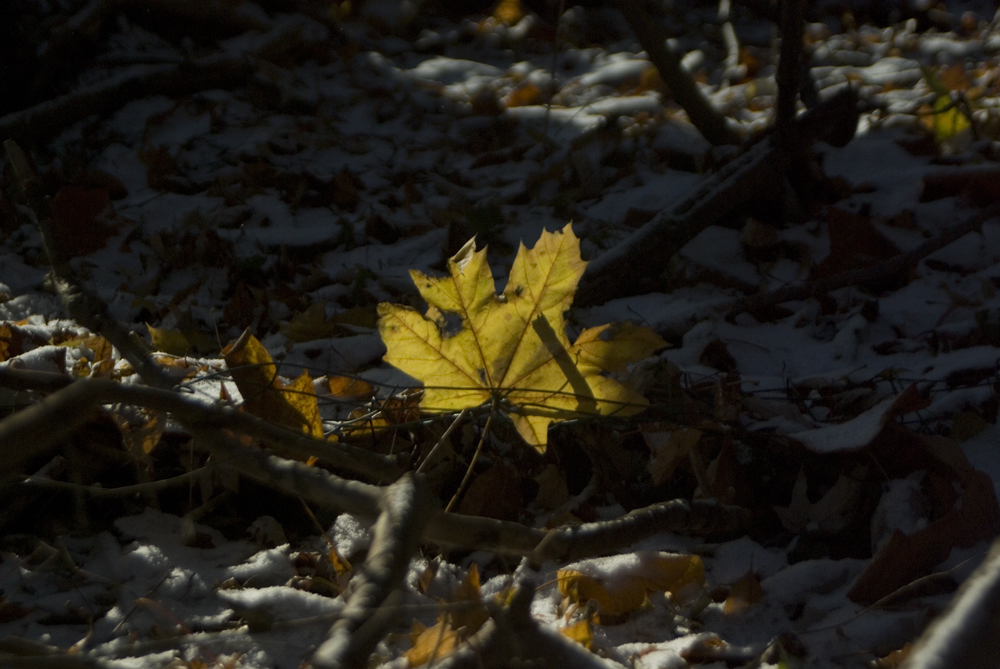 photo of yellow leaf