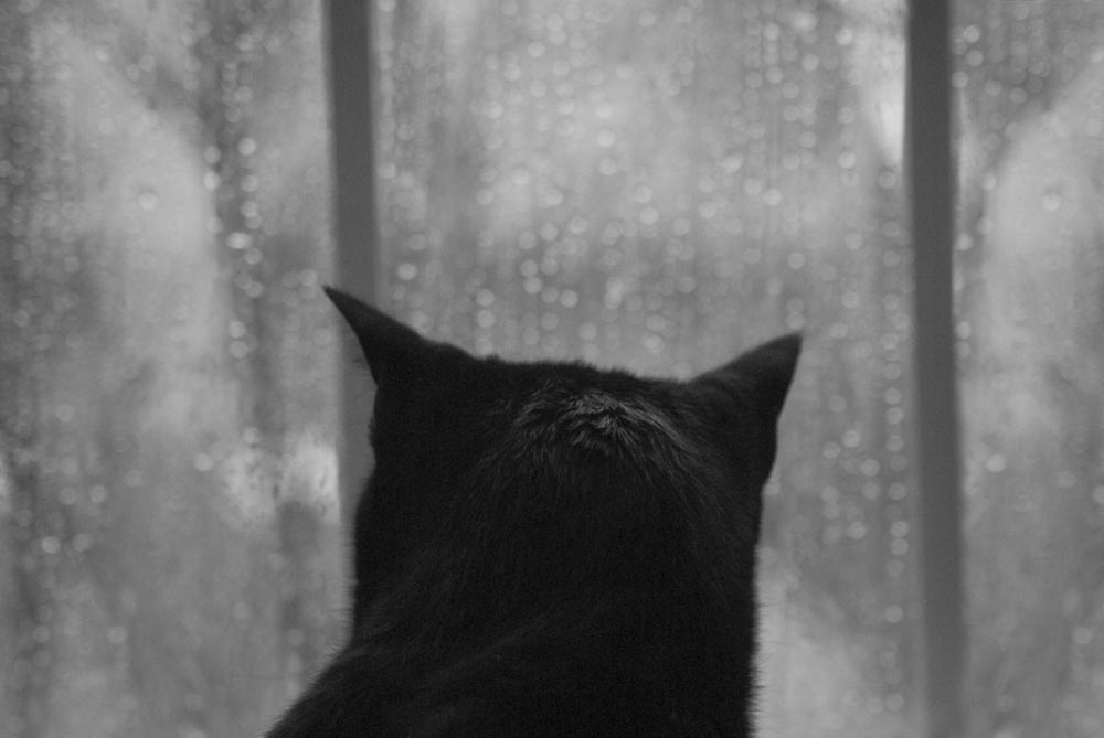 black cat looking out rainy window