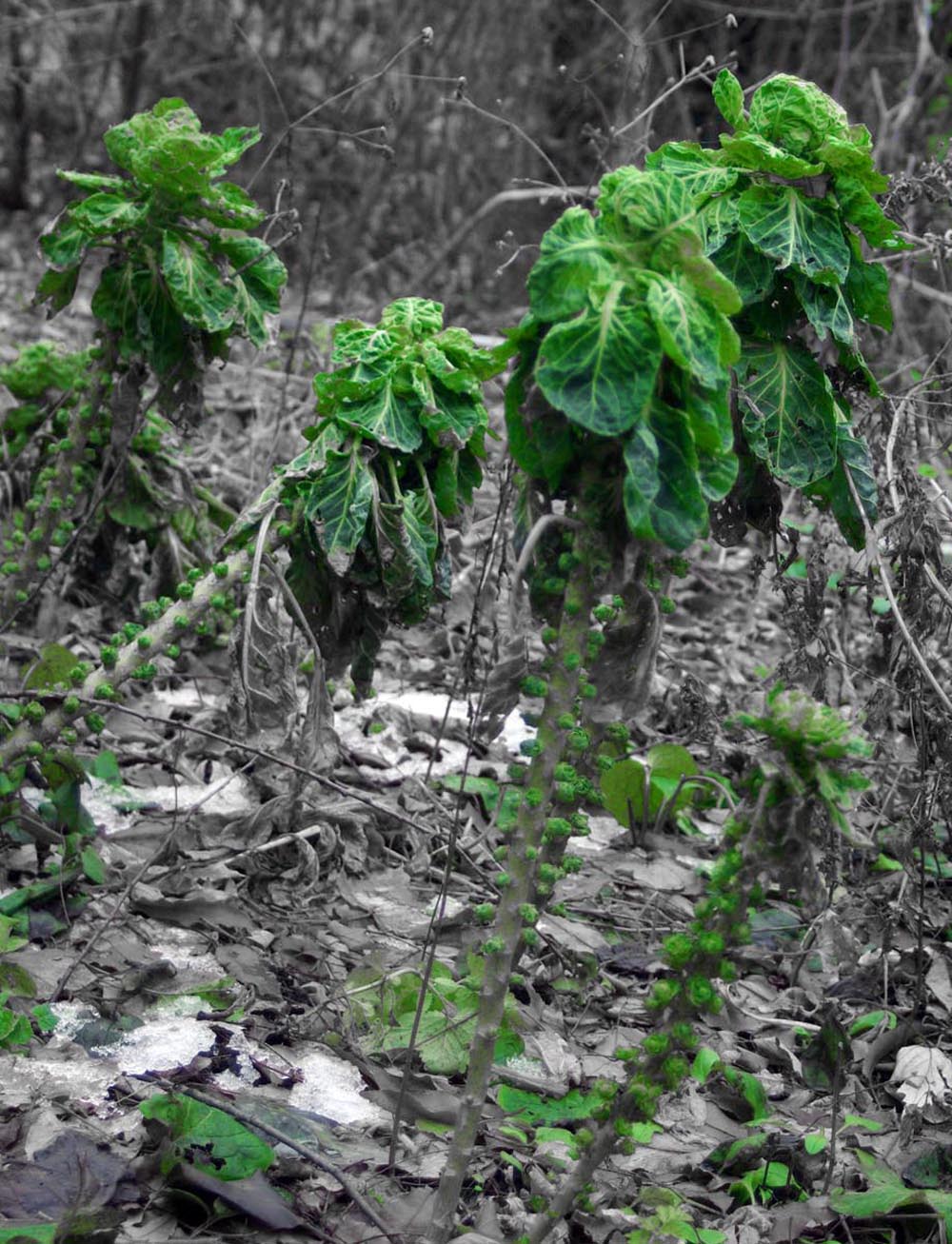 brussels sprouts